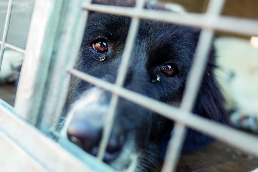 trist hund kigger gennem tremmerne fra bur