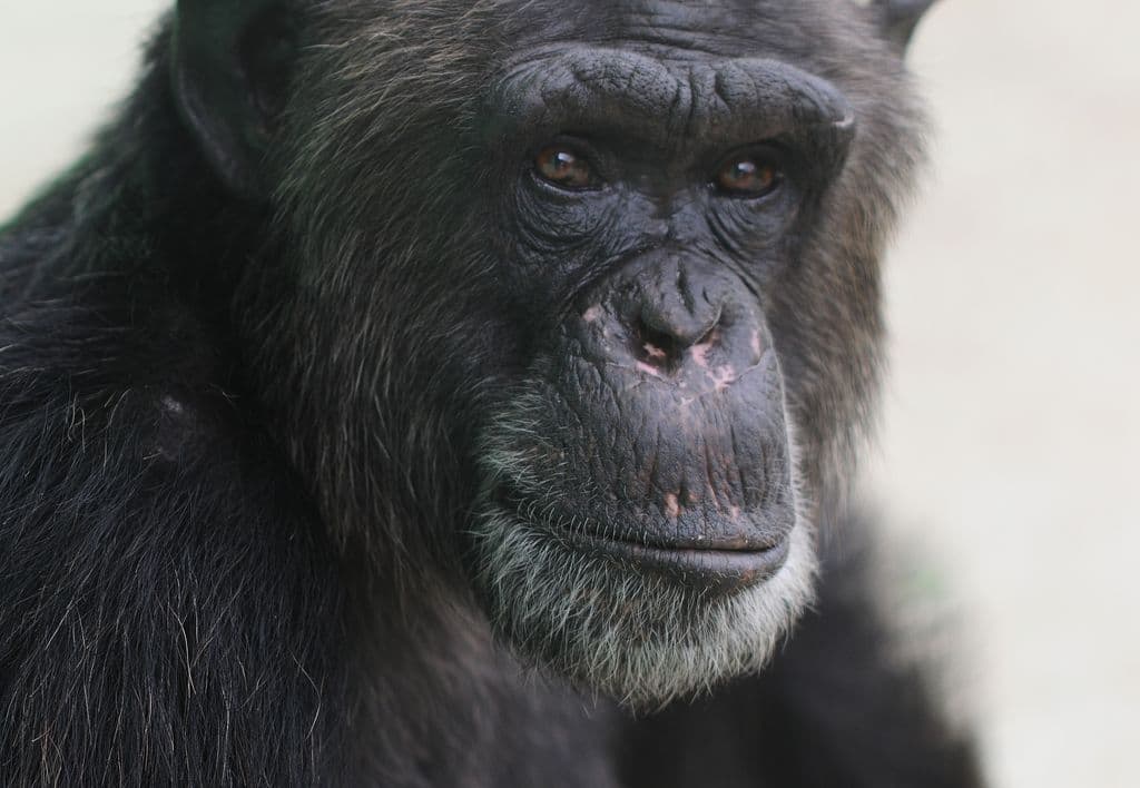Nærbillede af en chimpanses ansigt med gråt skæg.