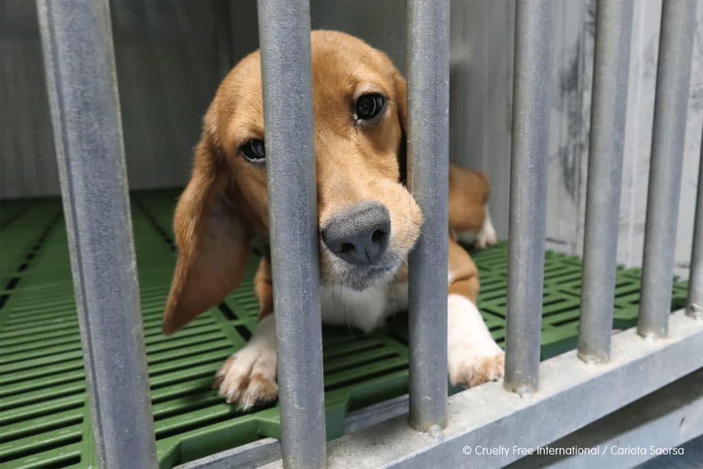 En trist beaglehund kigger ud gennem tremmerne i et bur.