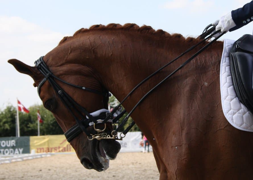 Brun hest med flettede manke og rytter i hvid handske.