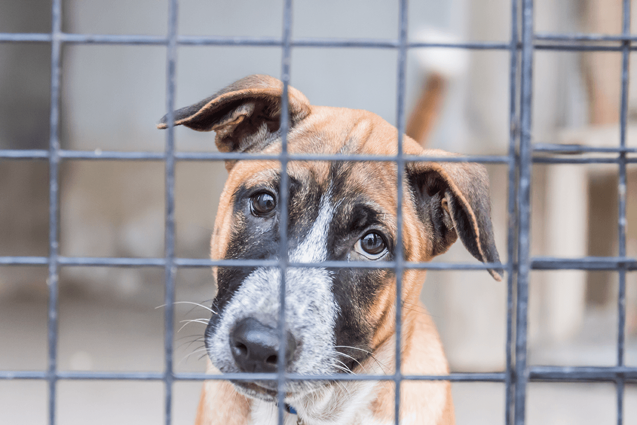 en trist hund kigger ud gennem tremmer