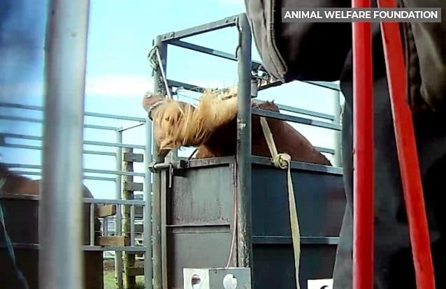 Hest i boks på blodfarm i Island