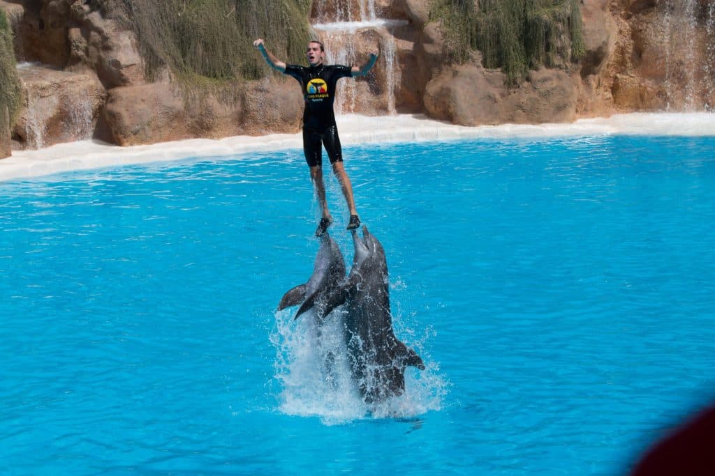 Delfintræner står på to delfiner i en pool.