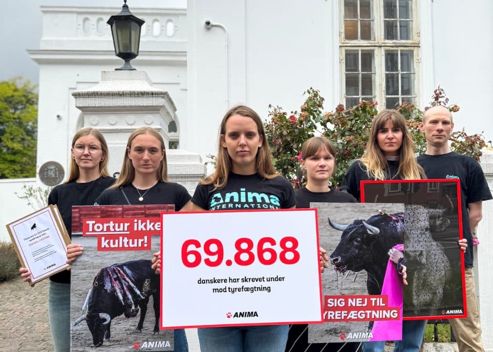 Seks unge demonstranter med skilte mod tyrefægtning.