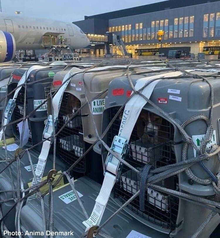 Hunde i transportkasser på vej til fly.