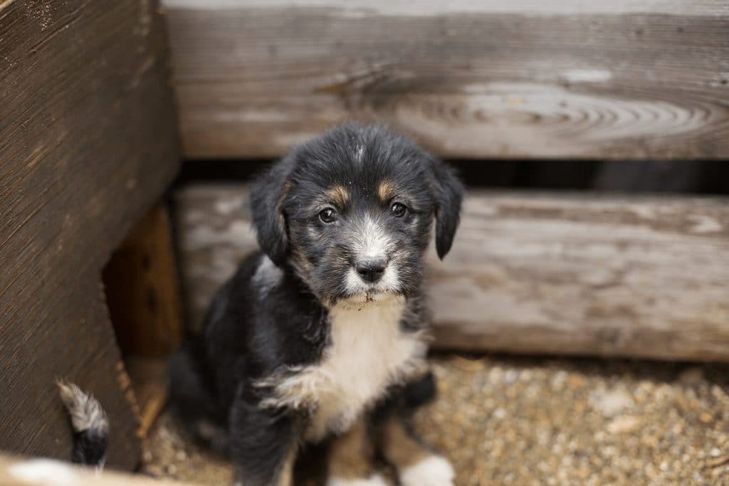 En lille trist hundehvalp kigger op fra en trækasse