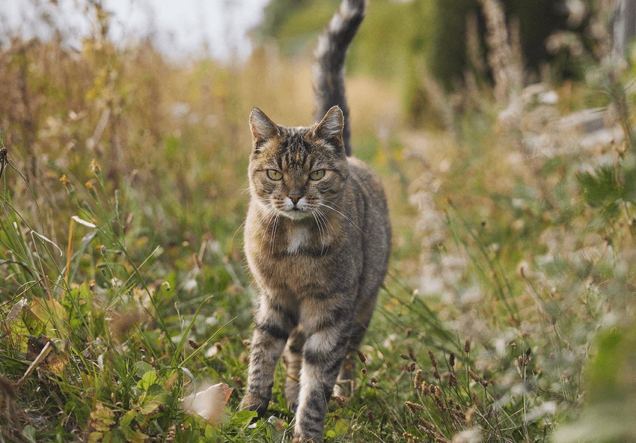 Anne-Pias-kat
